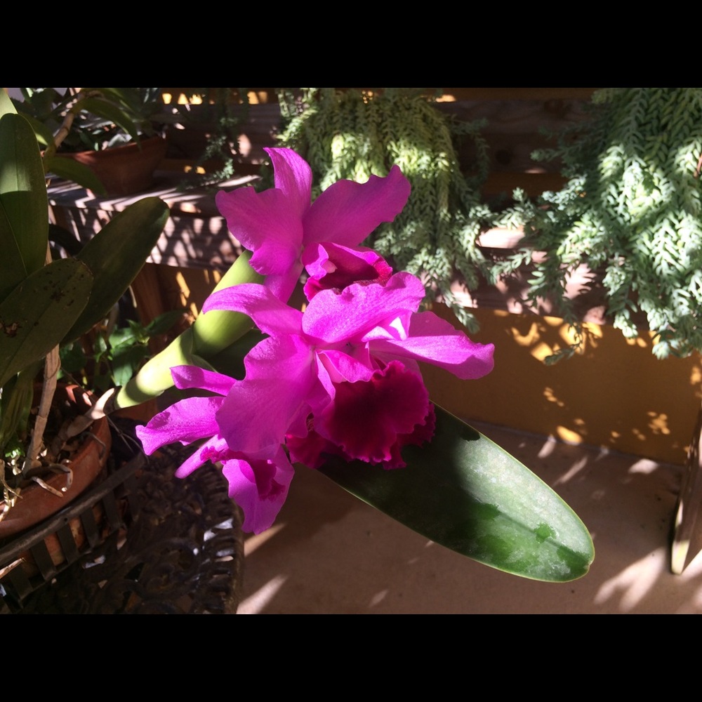 Meet your Posher, Linda